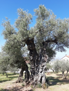 L'ulivo più antico dell'Umbria - quovadisumbria